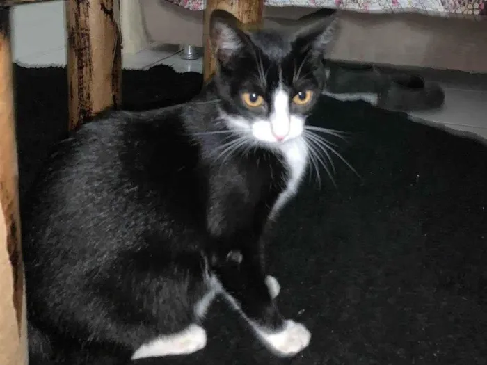 Gato ra a SRD-ViraLata idade 2 a 6 meses nome Cruela 