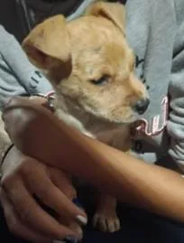 Cachorro raça SRD-ViraLata idade Abaixo de 2 meses nome Adotante escolherá o nome