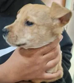 Cachorro ra a SRD-ViraLata idade Abaixo de 2 meses nome Adotante escolherá o nome