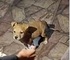Cachorro ra a SRD-ViraLata idade Abaixo de 2 meses nome Adotante escolherá o nome