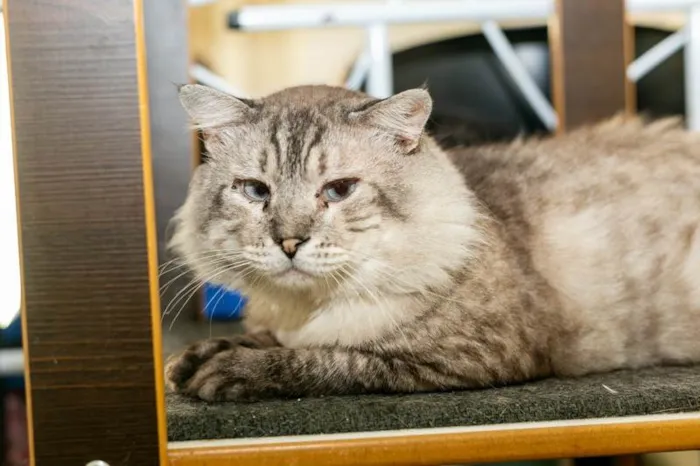 Gato ra a SRD-ViraLata idade 6 ou mais anos nome Armando