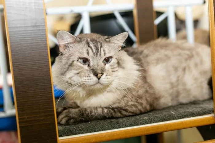 Gato ra a SRD-ViraLata idade 6 ou mais anos nome Armando