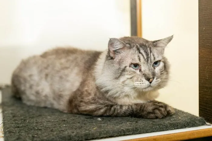 Gato ra a SRD-ViraLata idade 6 ou mais anos nome Armando