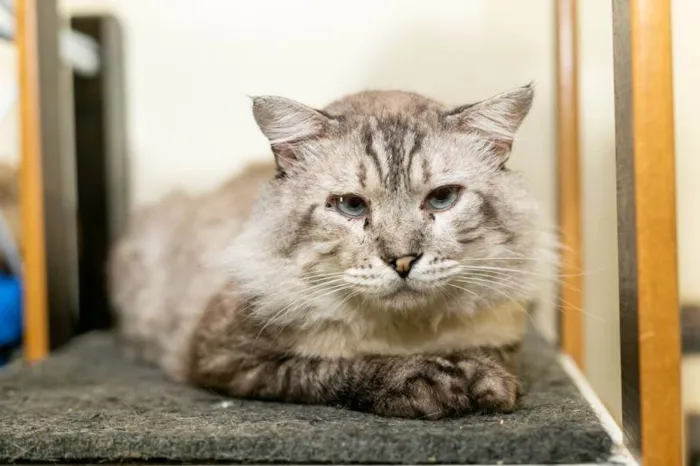 Gato ra a SRD-ViraLata idade 6 ou mais anos nome Armando