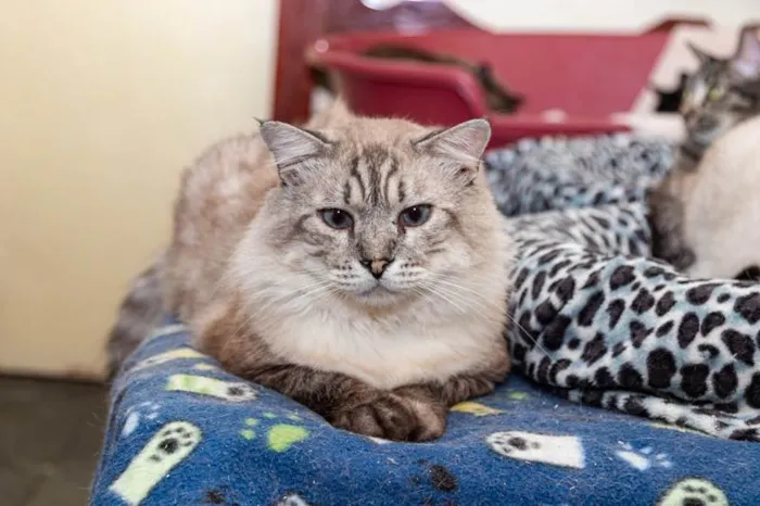 Gato ra a SRD-ViraLata idade 6 ou mais anos nome Armando