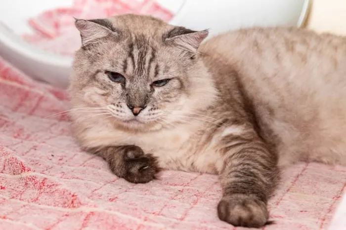 Gato ra a SRD-ViraLata idade 6 ou mais anos nome Armando