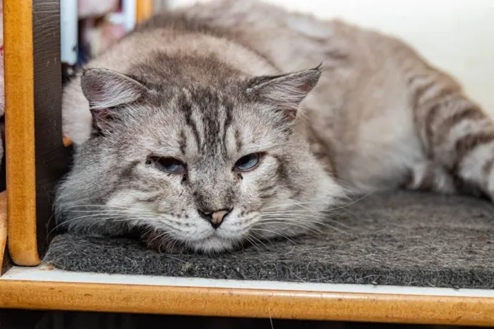 Gato ra a SRD-ViraLata idade 6 ou mais anos nome Armando