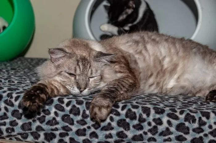 Gato ra a SRD-ViraLata idade 6 ou mais anos nome Armando
