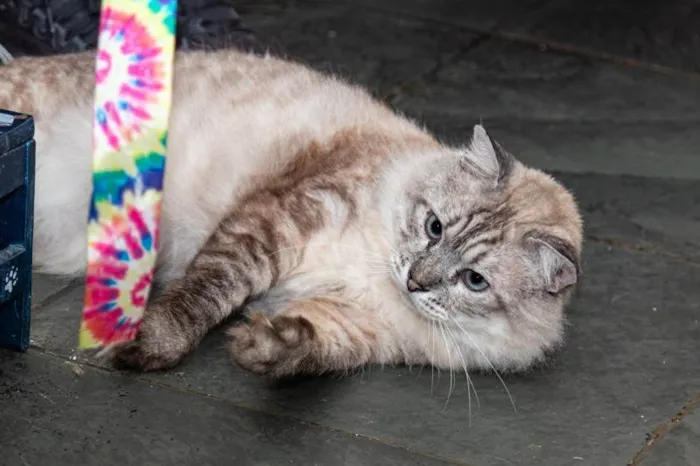 Gato ra a SRD-ViraLata idade 6 ou mais anos nome Armando