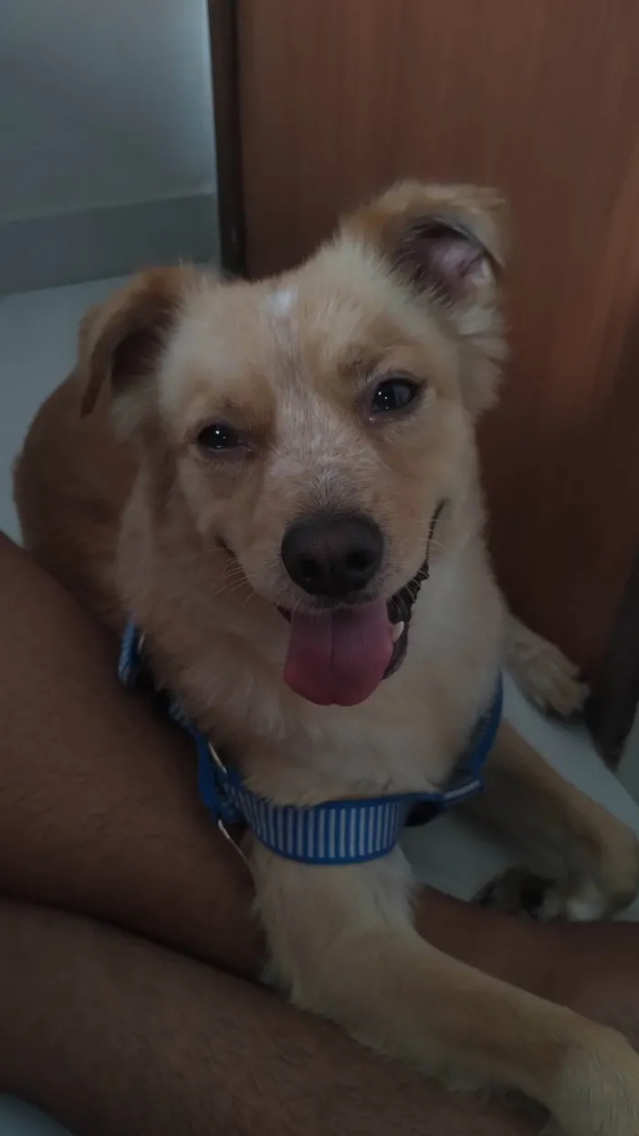 Cachorro ra a SRD-ViraLata idade 5 anos nome Bidu