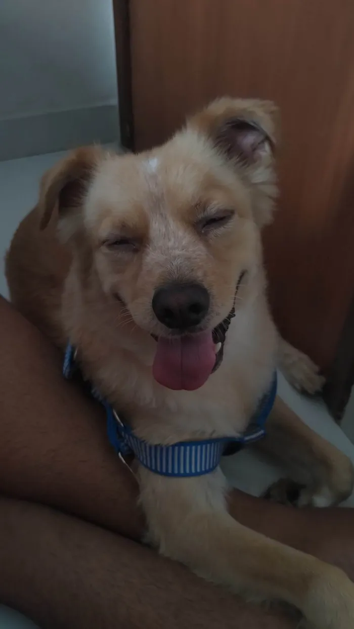 Cachorro ra a SRD-ViraLata idade 5 anos nome Bidu