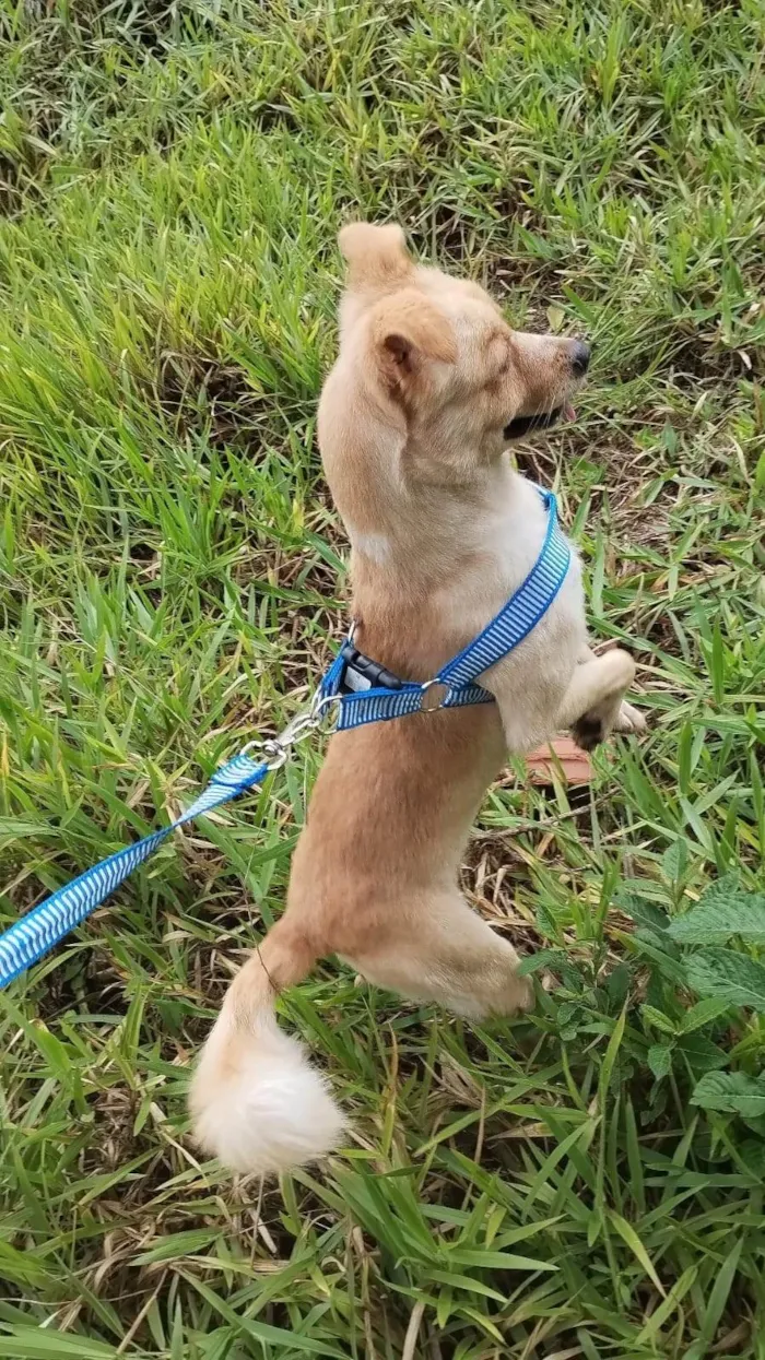 Cachorro ra a SRD-ViraLata idade 5 anos nome Bidu