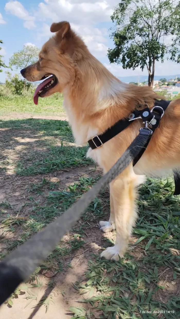 Cachorro ra a SRD-ViraLata idade 5 anos nome Bidu