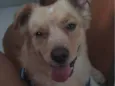 Bidu