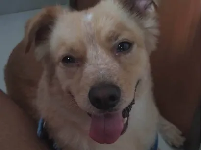 Cachorro raça SRD-ViraLata idade 5 anos nome Bidu