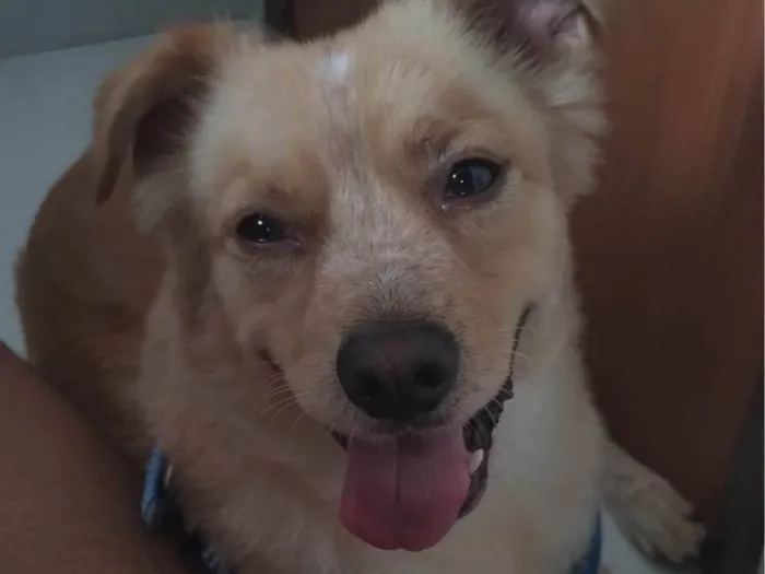 Cachorro ra a SRD-ViraLata idade 5 anos nome Bidu