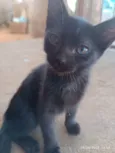 Gatos