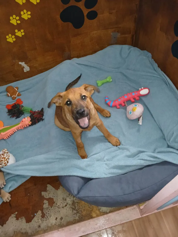 Cachorro ra a SRD-ViraLata idade 2 a 6 meses nome Dandara