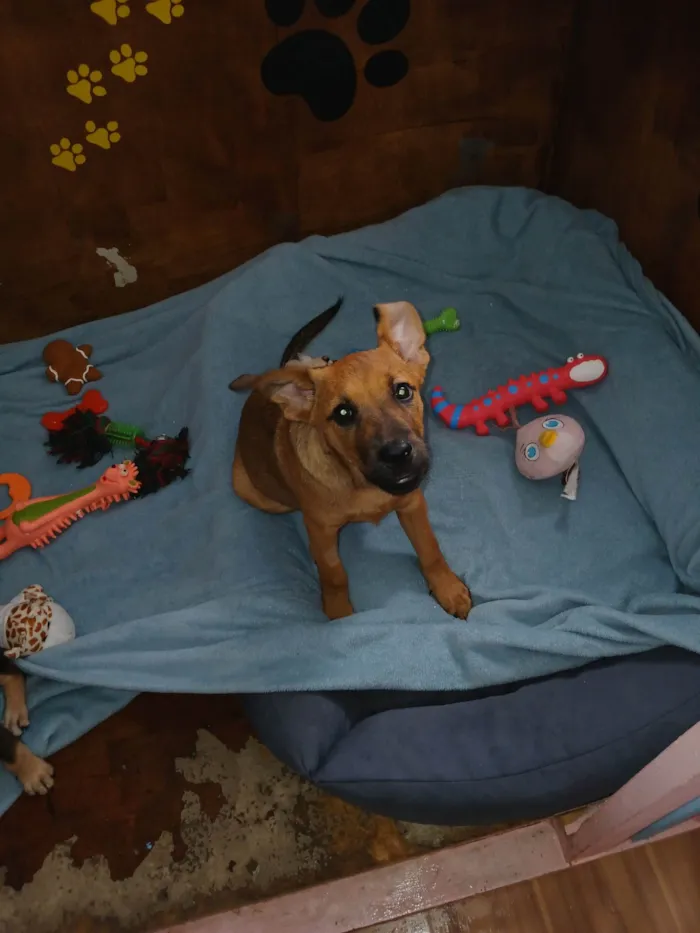 Cachorro ra a SRD-ViraLata idade 2 a 6 meses nome Dandara