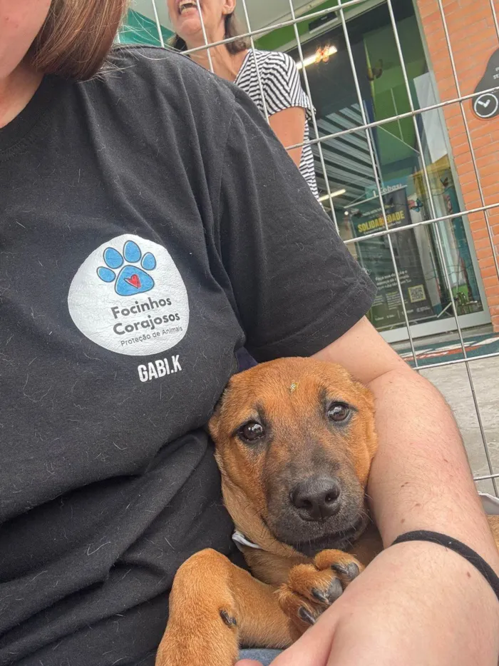 Cachorro ra a SRD-ViraLata idade 2 a 6 meses nome Dandara