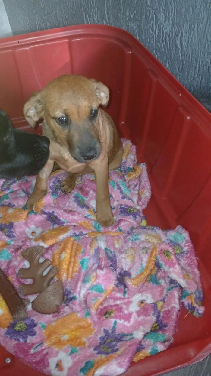 Cachorro ra a SRD-ViraLata idade 2 a 6 meses nome Dandara