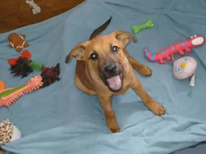 Cachorro raça SRD-ViraLata idade 2 a 6 meses nome Dandara