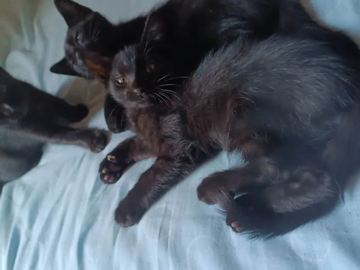 Gato ra a SRD-ViraLata idade 2 a 6 meses nome Gatos