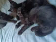 Gatos