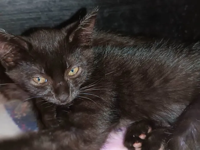Gato ra a SRD-ViraLata idade 2 a 6 meses nome Gatos