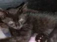 Gatos