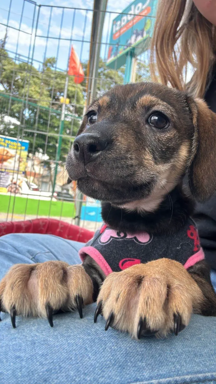 Cachorro ra a SRD-ViraLata idade 2 a 6 meses nome Sophia