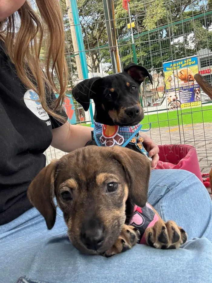 Cachorro ra a SRD-ViraLata idade 2 a 6 meses nome Sophia