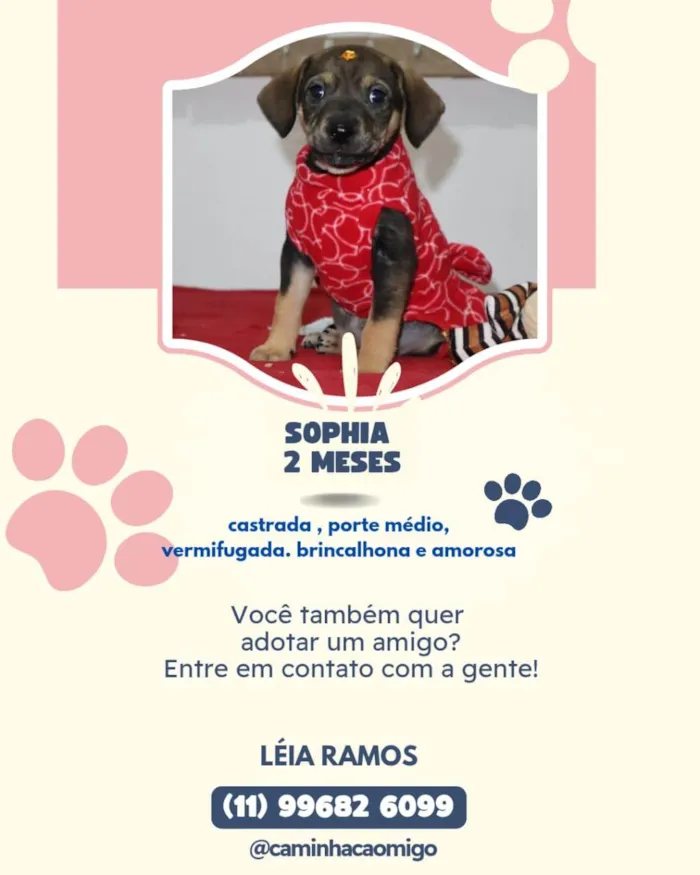 Cachorro ra a SRD-ViraLata idade 2 a 6 meses nome Sophia