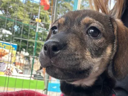 Cachorro raça SRD-ViraLata idade 2 a 6 meses nome Sophia