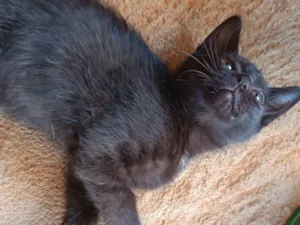 Gato raça SRD-ViraLata idade 2 a 6 meses nome Gatos