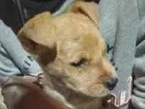 Cachorro raça SRD-ViraLata idade Abaixo de 2 meses nome Adotante escolherá o nome