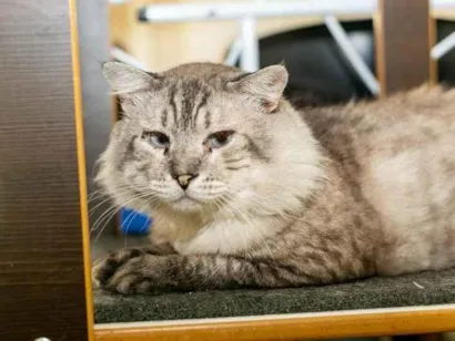 Gato raça SRD-ViraLata idade 6 ou mais anos nome Armando