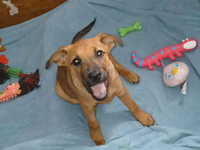 Cachorro ra a SRD-ViraLata idade 2 a 6 meses nome Dandara
