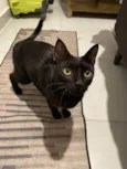Pantera negra