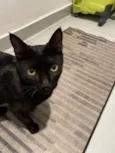 Pantera negra