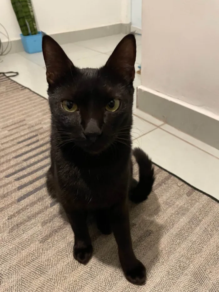 Gato ra a SRD-ViraLata idade 7 a 11 meses nome Pantera negra 