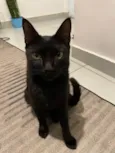 Pantera negra