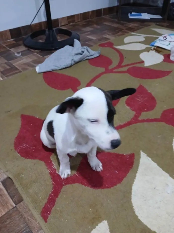 Cachorro ra a SRD-ViraLata idade 2 a 6 meses nome Não tem nome.