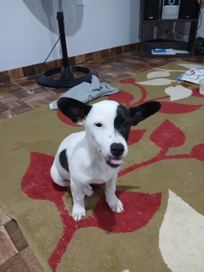 Cachorro ra a SRD-ViraLata idade 2 a 6 meses nome Não tem nome.