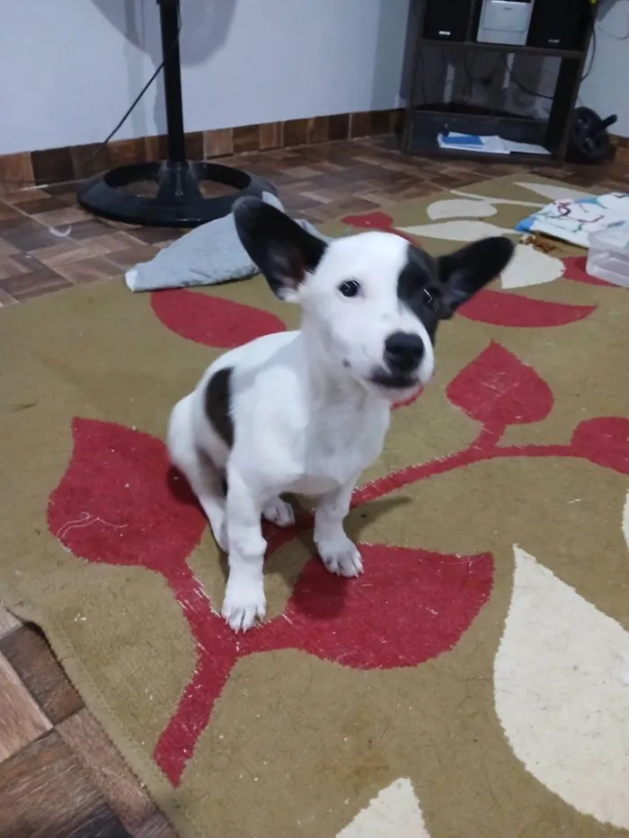 Cachorro ra a SRD-ViraLata idade 2 a 6 meses nome Não tem nome.