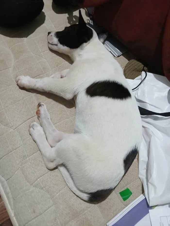 Cachorro ra a SRD-ViraLata idade 2 a 6 meses nome Não tem nome.