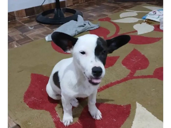 Cachorro ra a SRD-ViraLata idade 2 a 6 meses nome Não tem nome.