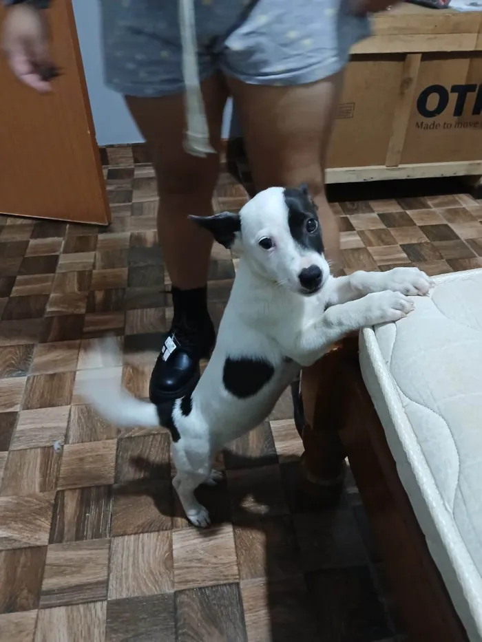 Cachorro ra a SRD-ViraLata idade 2 a 6 meses nome Não tem nome.