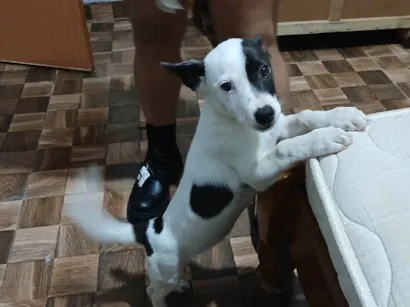 Cachorro raça SRD-ViraLata idade 2 a 6 meses nome Não tem nome.