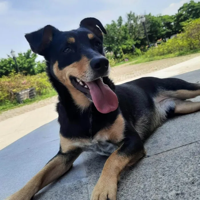 Cachorro ra a SRD-ViraLata idade 6 ou mais anos nome Maxwell